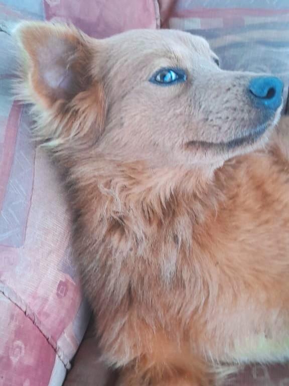 Lobinho, cachorro de porte médio para adoção em Porto Alegre - RS