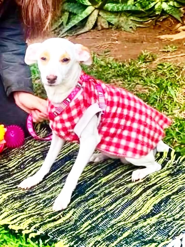 Nutela, cadela de porte pequeno para adoção em Porto Alegre - RS