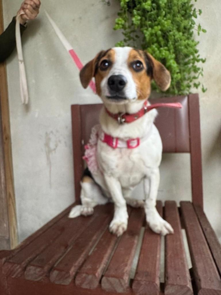 Belinha, cadela de porte pequeno para adoção em Torres - RS