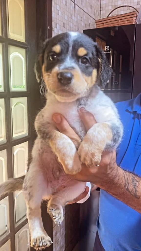 Pedro, cachorro de porte médio para adoção em São Paulo - SP