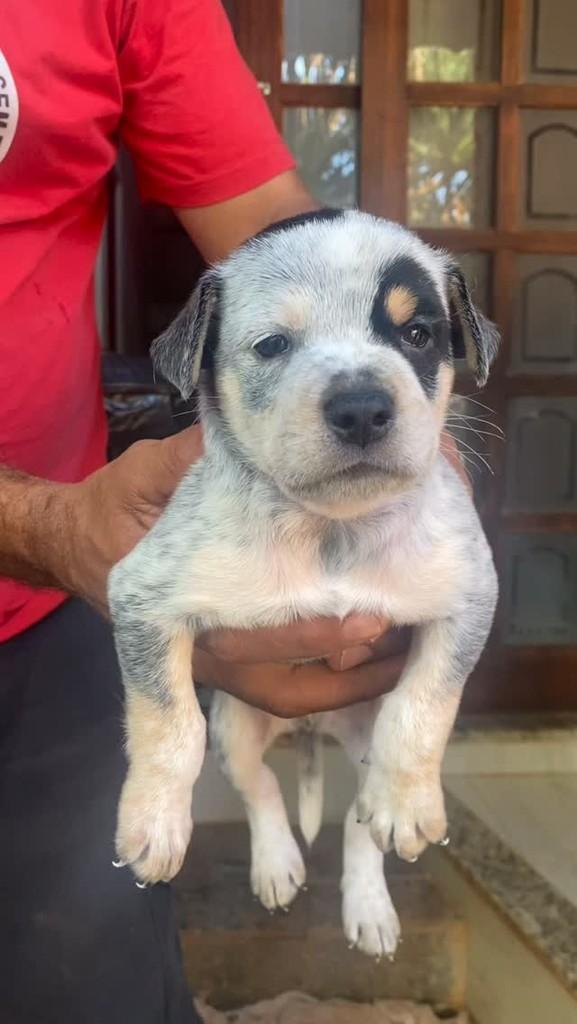 Emílio, cachorro de porte médio para adoção em São Paulo - SP