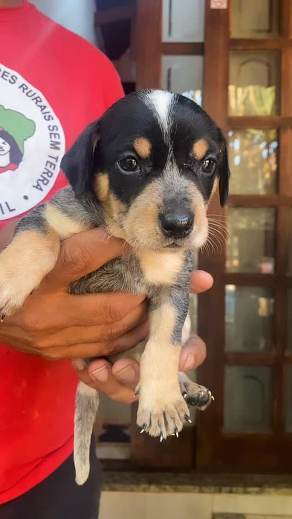 Davi, cachorro de porte médio para adoção em São Paulo - SP