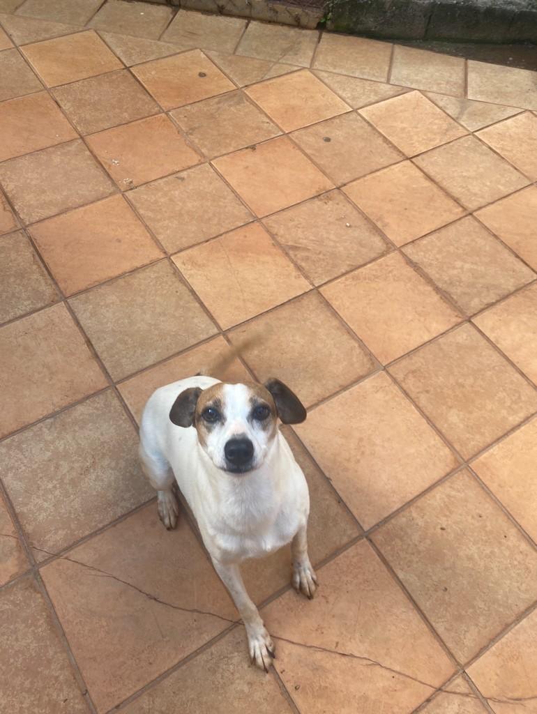 Sheyla, cadela de porte médio para adoção em São Paulo - SP