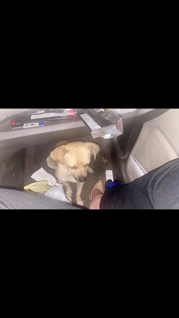 Charlie, cachorro de porte pequeno para adoção em São Paulo - SP