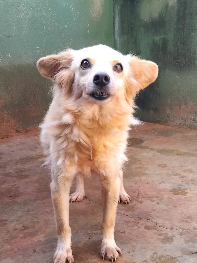 Xerife, cachorro de porte pequeno para adoção em São Paulo - SP