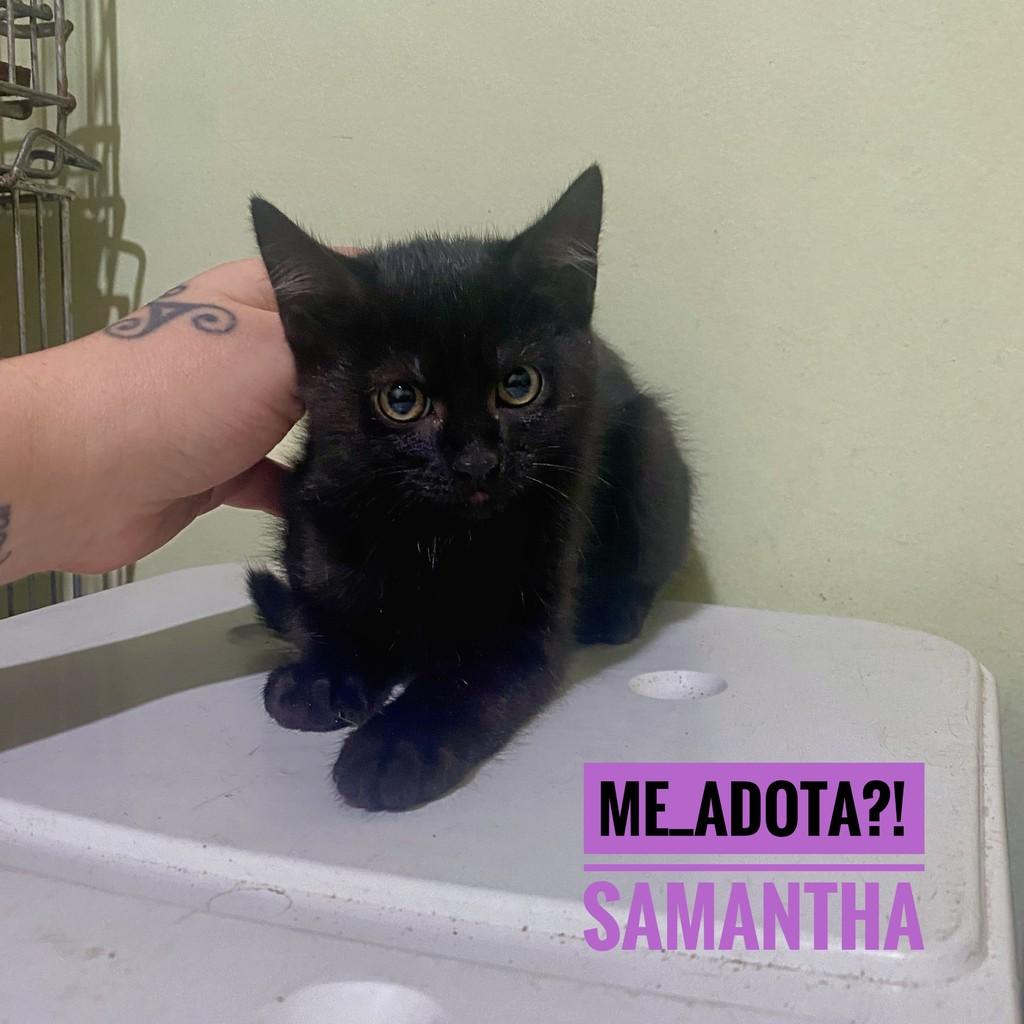 Samantha, gata de porte pequeno para adoção em São Paulo - SP