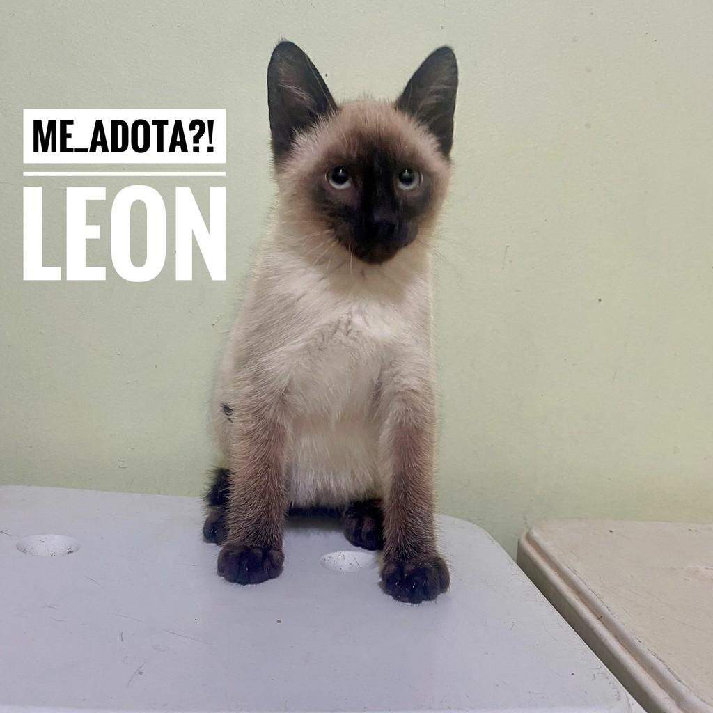 Leon, gato de porte pequeno para adoção em São Paulo - SP
