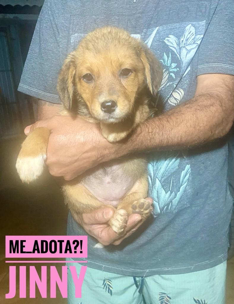 Jinny, cadela de porte pequeno para adoção em São Paulo - SP