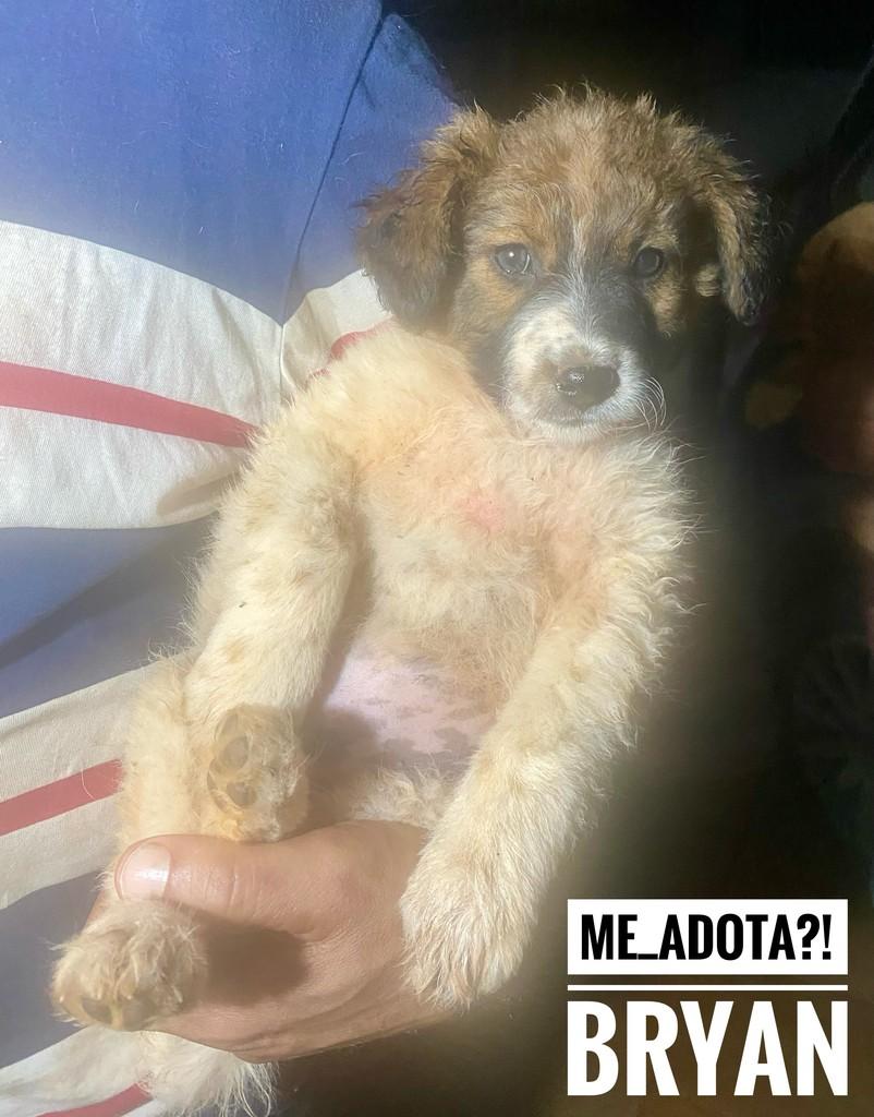 Bryan, cachorro de porte pequeno para adoção em São Paulo - SP