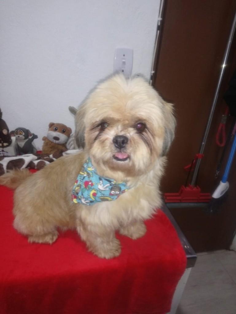 Brigth, cadela de porte pequeno para adoção em São Paulo - SP