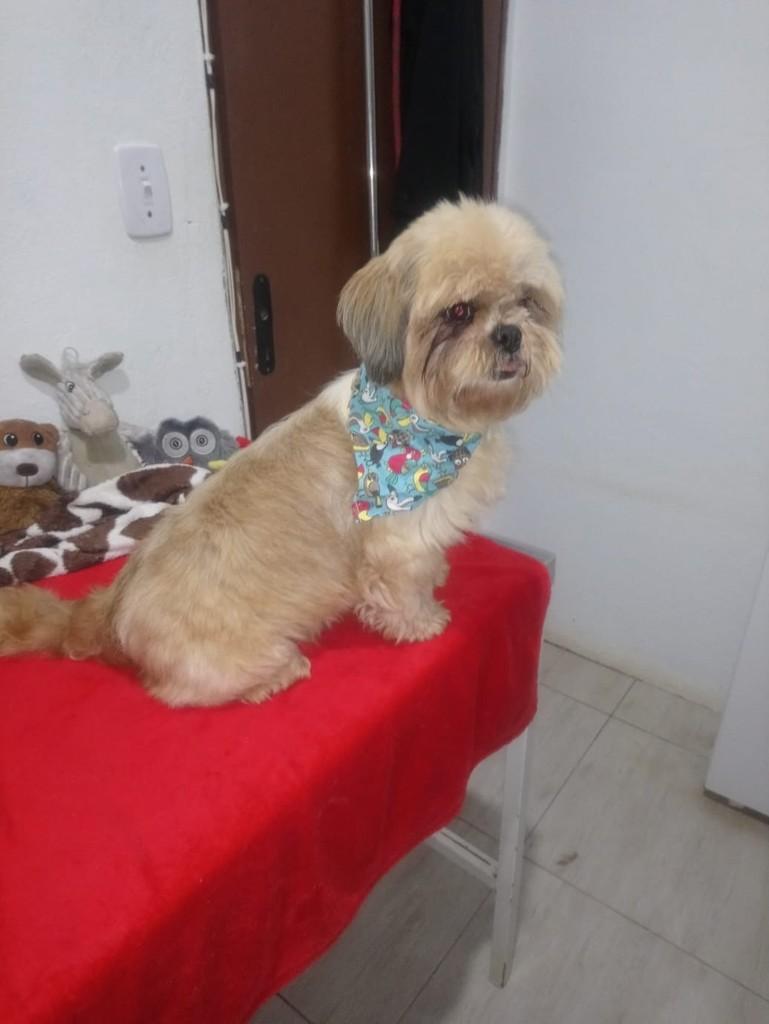 Brigth, cadela de porte pequeno para adoção em São Paulo - SP — foto 3 de 7