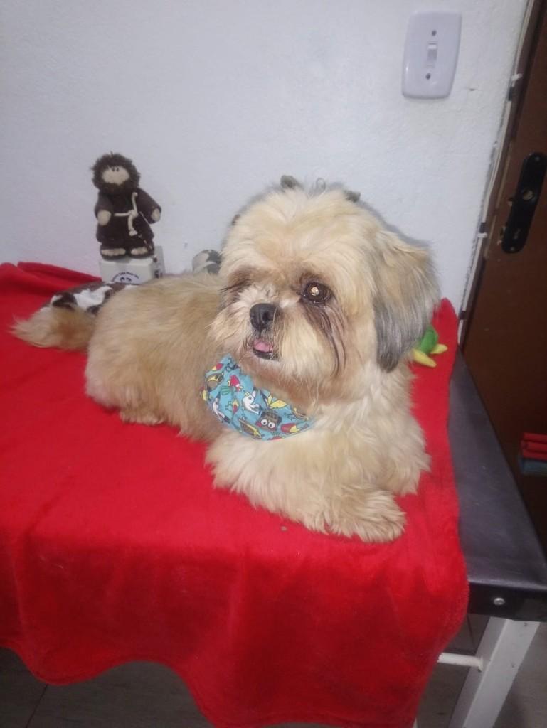 Brigth, cadela de porte pequeno para adoção em São Paulo - SP — foto 4 de 7