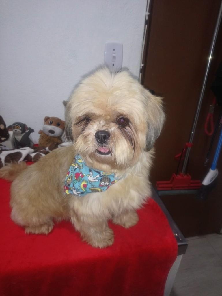 Brigth, cadela de porte pequeno para adoção em São Paulo - SP — foto 5 de 7