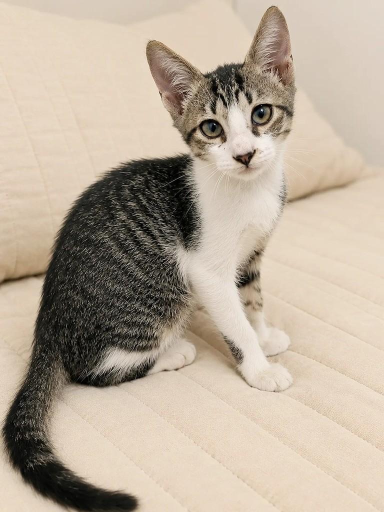 Douglas, gato para adoção em Salvador - BA — foto 2 de 3