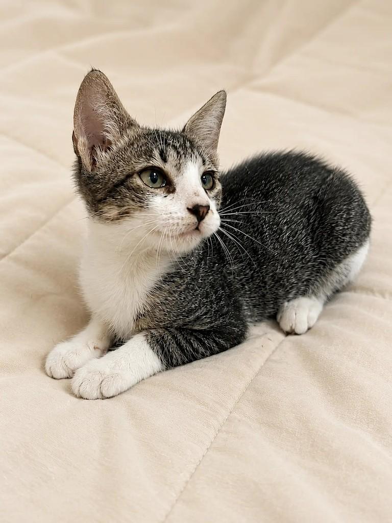 Douglas, gato para adoção em Salvador - BA — foto 3 de 3
