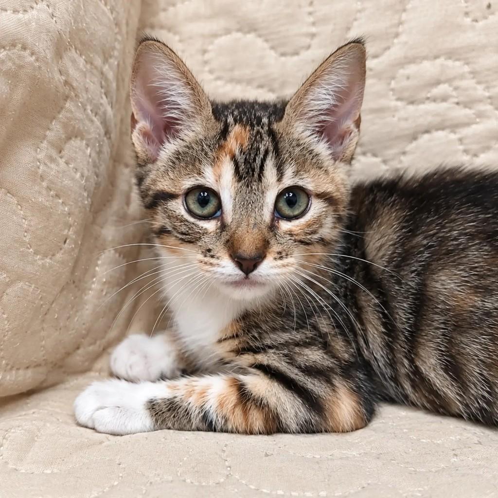 Flor, gata de porte pequeno para adoção em Salvador - BA