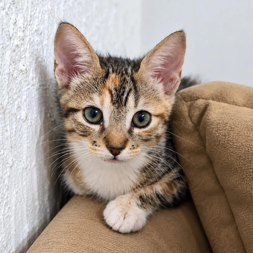 Flor, gata de porte pequeno para adoção em Salvador - BA — foto 2 de 2