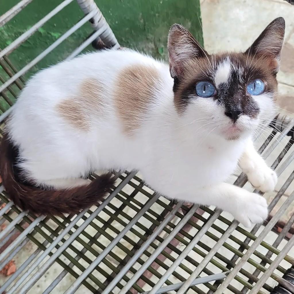 Mila, gata de porte pequeno para adoção em Salvador - BA
