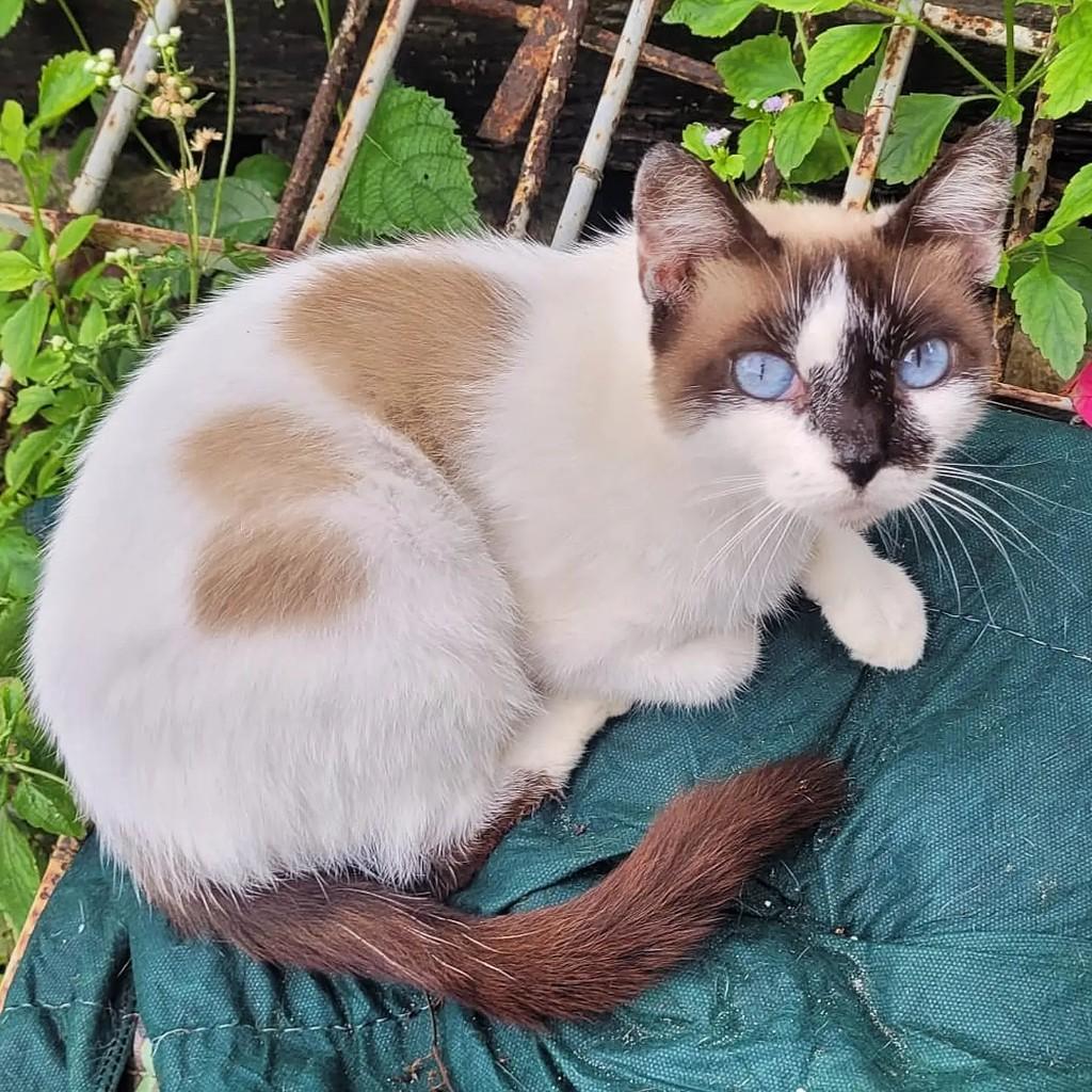 Mila, gata de porte pequeno para adoção em Salvador - BA — foto 2 de 2