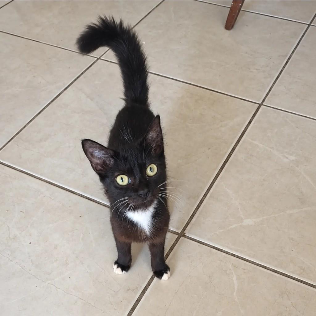 Mirabel, gata para adoção em Salvador - BA