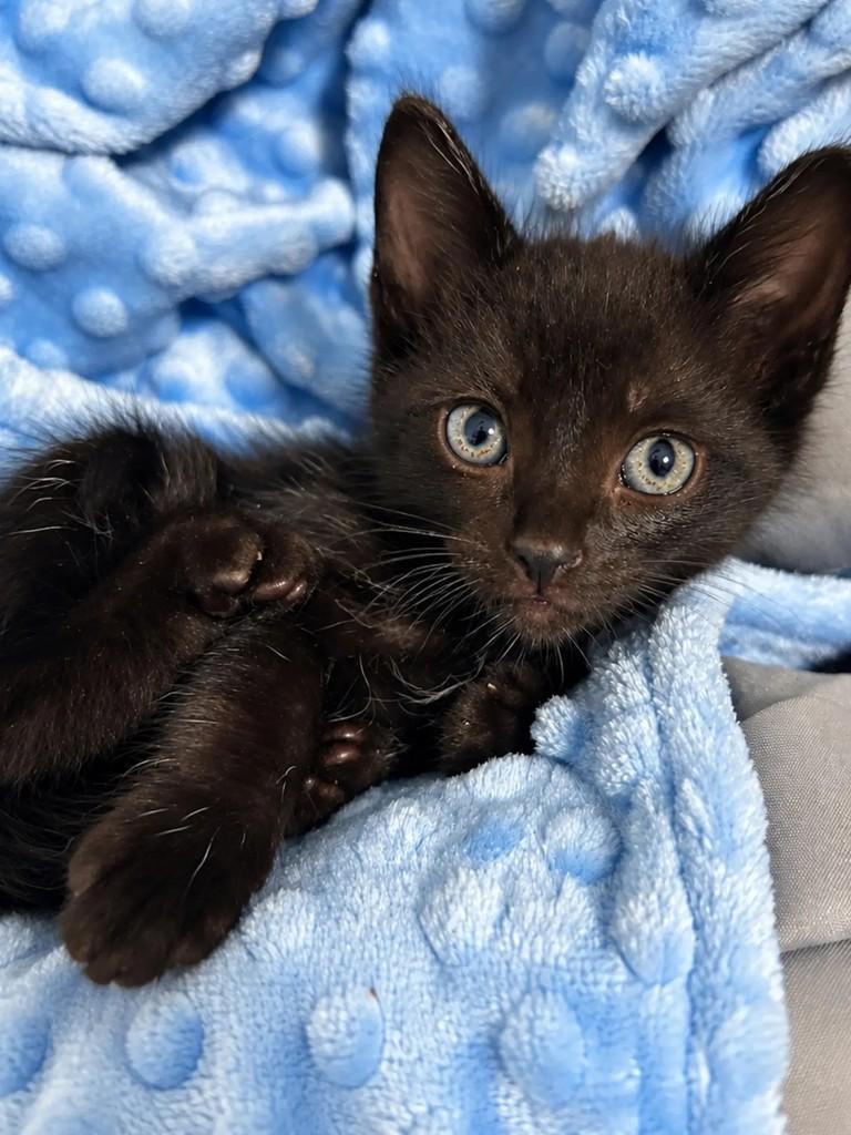 Matheus, gato para adoção em Salvador - BA