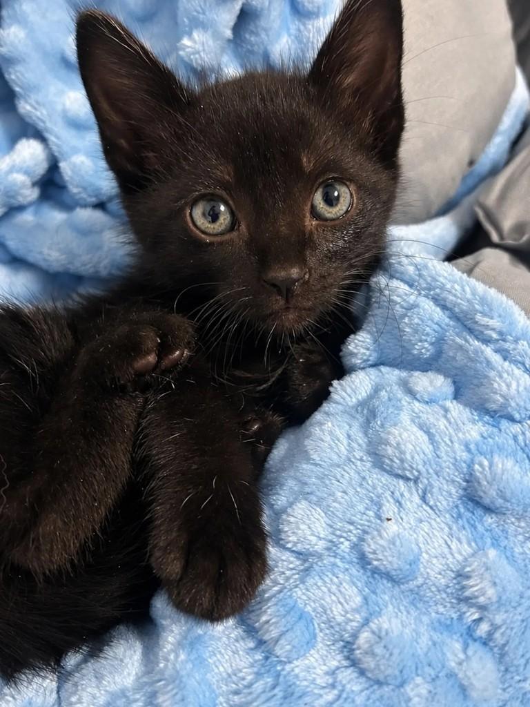 Matheus, gato para adoção em Salvador - BA — foto 3 de 4