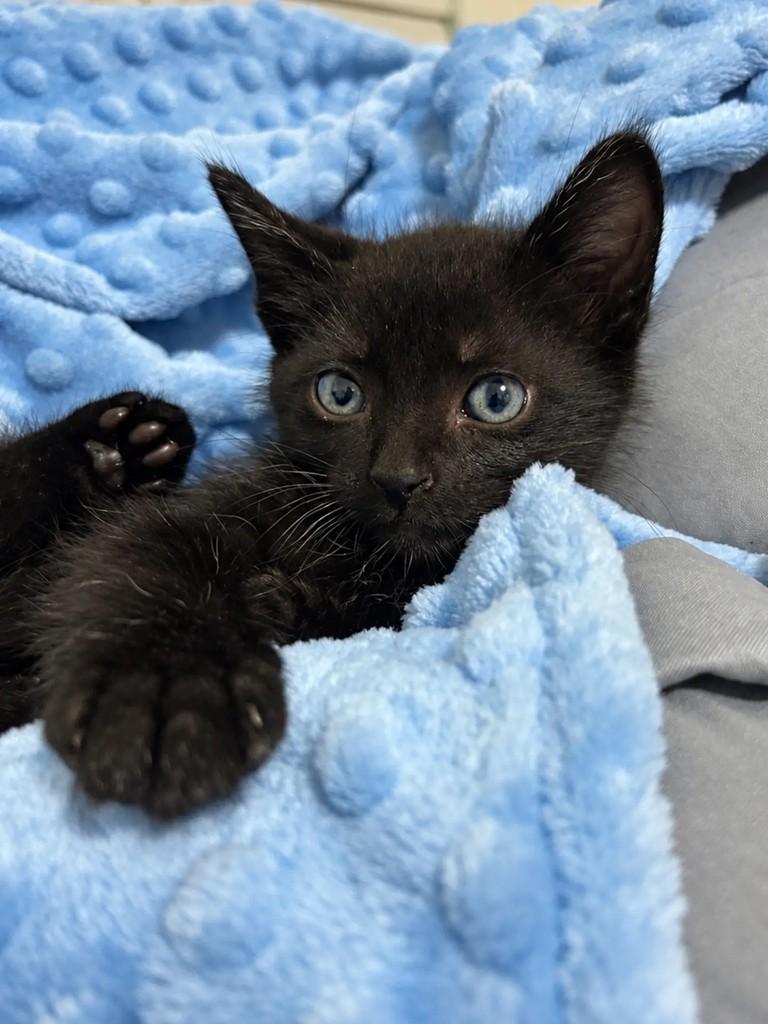 Matheus, gato para adoção em Salvador - BA — foto 4 de 4