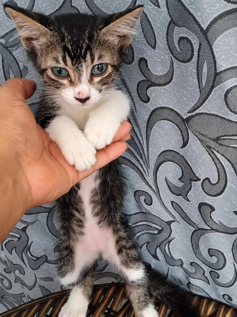 Pingo, gato para adoção em Salvador - BA