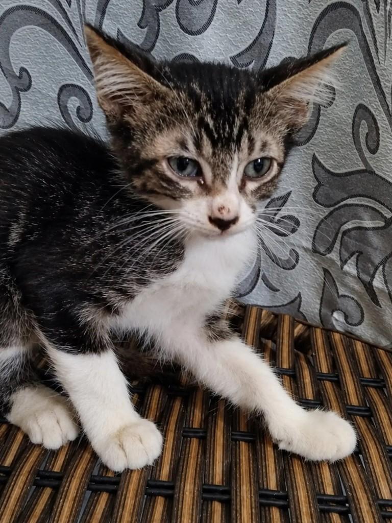 Pingo, gato para adoção em Salvador - BA — foto 2 de 2