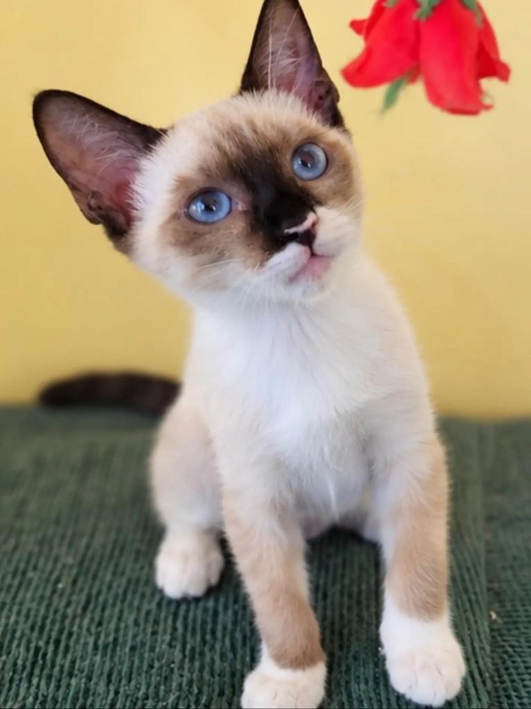 Pudim, gata de porte pequeno para adoção em Salvador - BA — foto 2 de 4