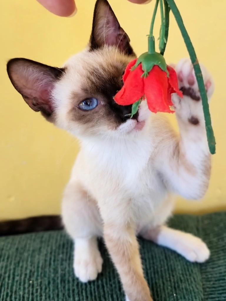 Pudim, gata de porte pequeno para adoção em Salvador - BA — foto 3 de 4