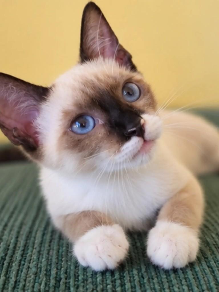 Pudim, gata de porte pequeno para adoção em Salvador - BA — foto 4 de 4