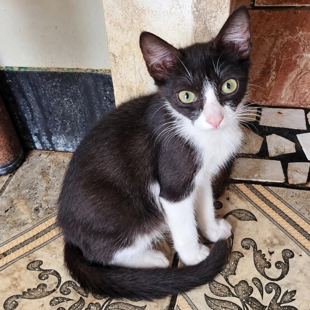 Gil, gato de porte pequeno para adoção em Salvador - BA