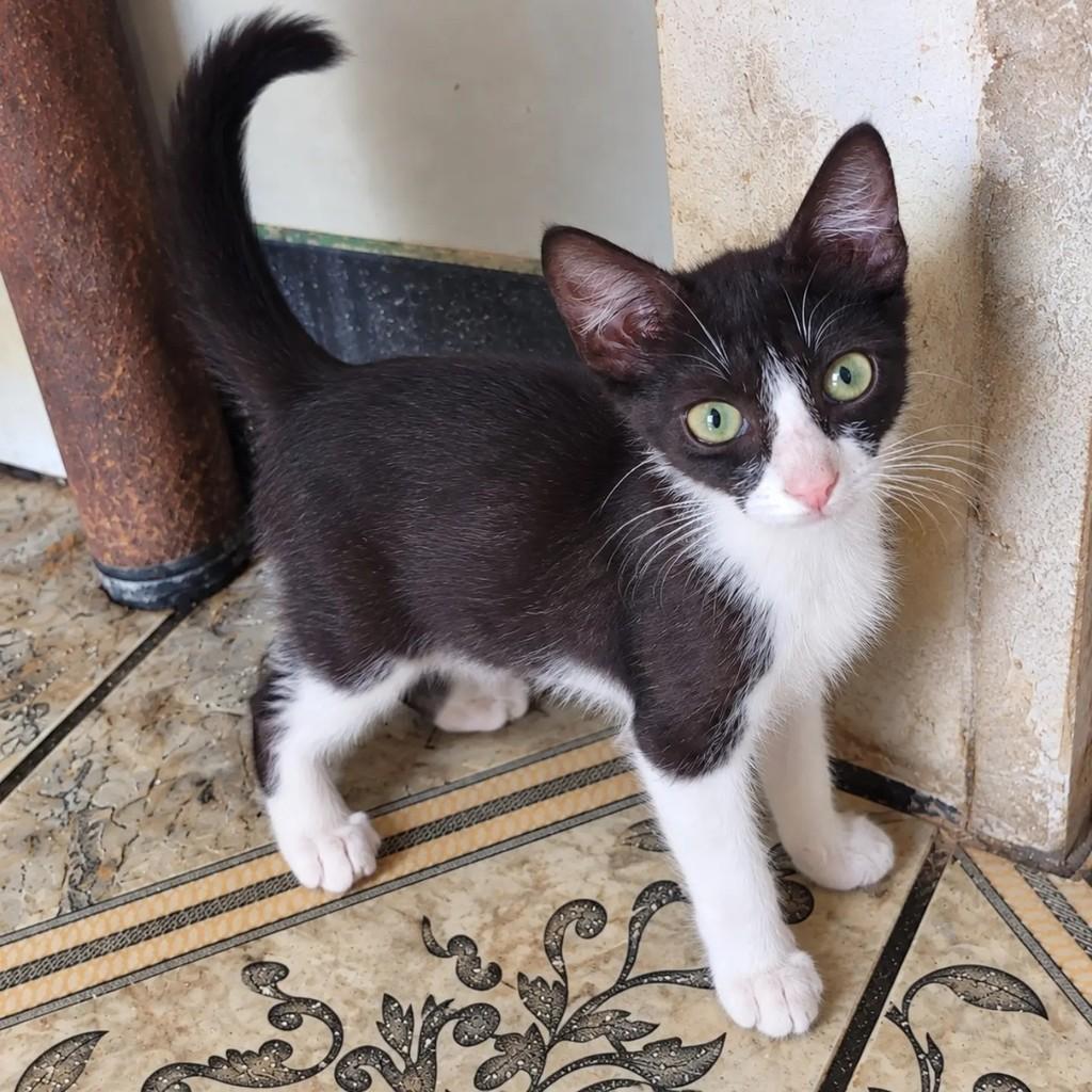 Gil, gato de porte pequeno para adoção em Salvador - BA — foto 2 de 2