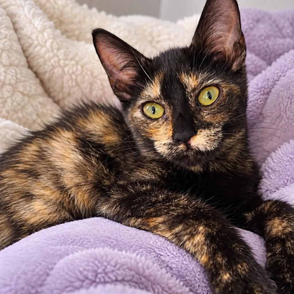 Pantera, gata de porte pequeno para adoção em Salvador - BA