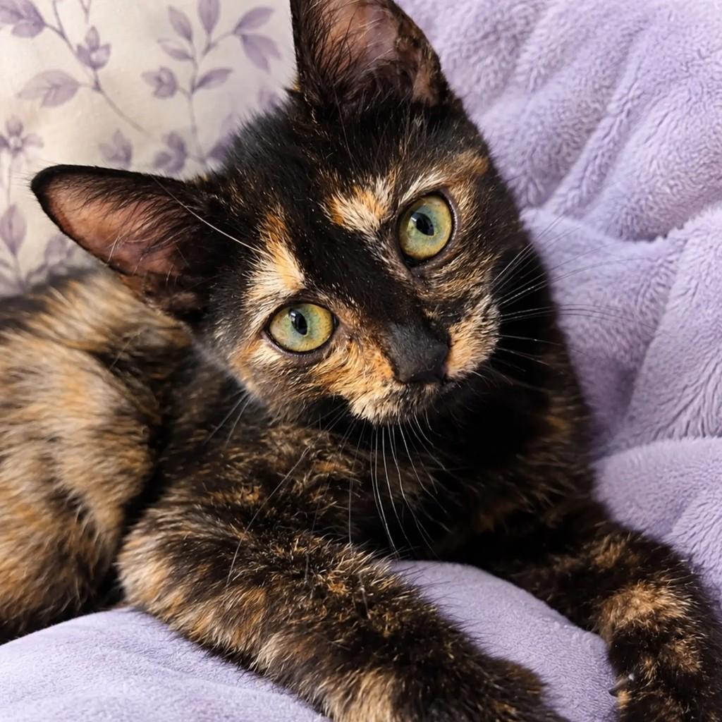 Pantera, gata de porte pequeno para adoção em Salvador - BA — foto 2 de 3