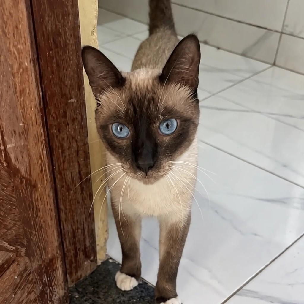 Chocolate, gato para adoção em Salvador - BA — foto 2 de 2