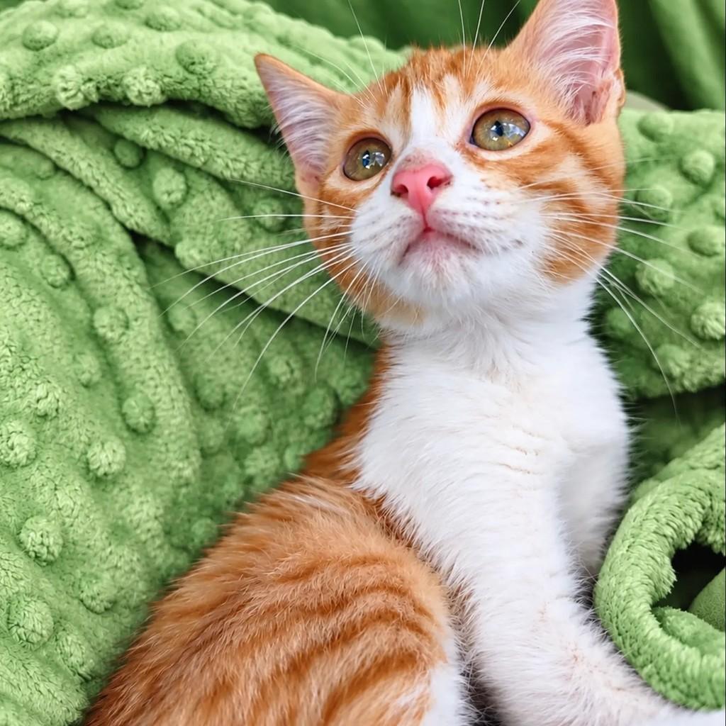 Nick, gato de porte pequeno para adoção em Salvador - BA — foto 2 de 3