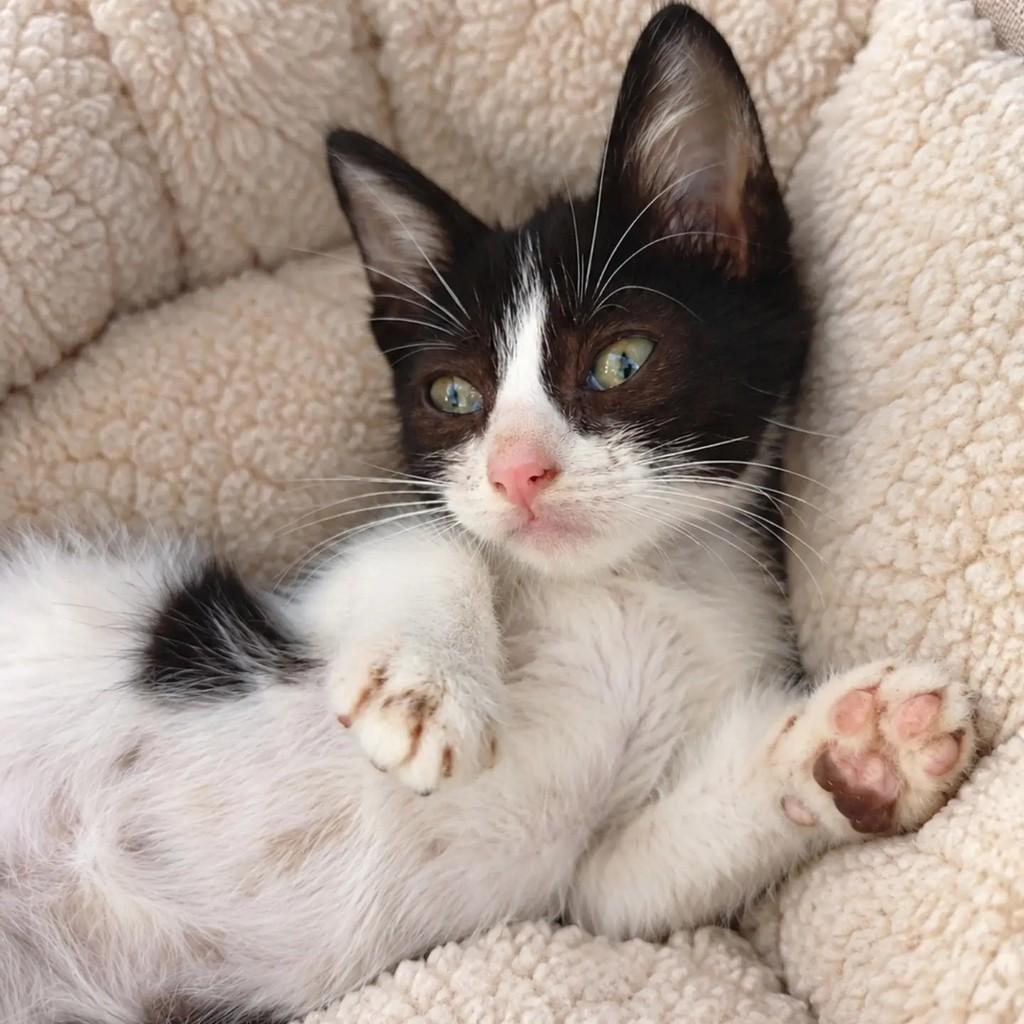Pepe, gato de porte pequeno para adoção em Salvador - BA