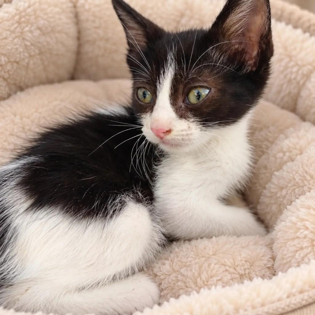 Pepe, gato de porte pequeno para adoção em Salvador - BA — foto 4 de 4