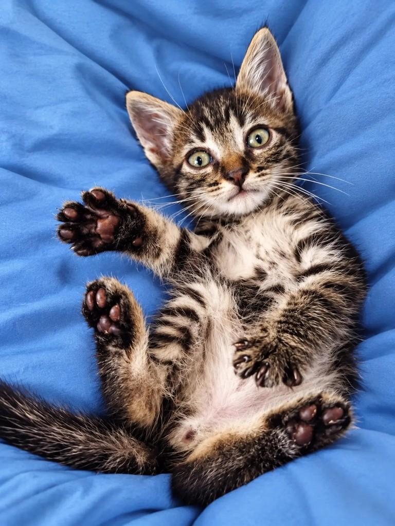 Miguel, gato para adoção em Salvador - BA