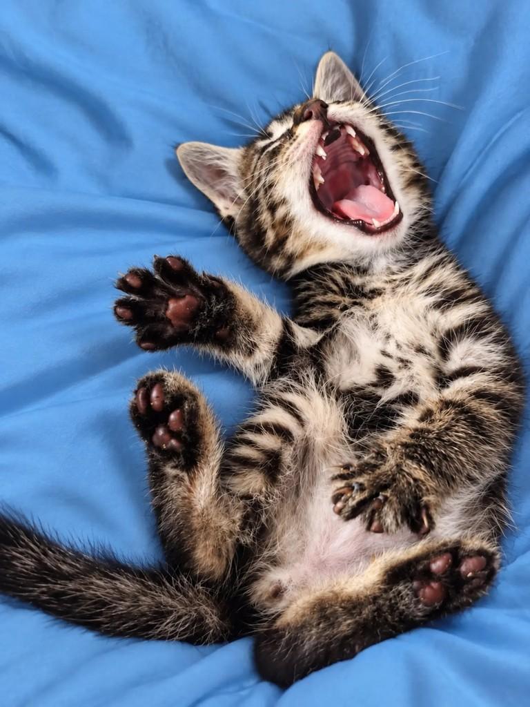 Miguel, gato para adoção em Salvador - BA — foto 2 de 3