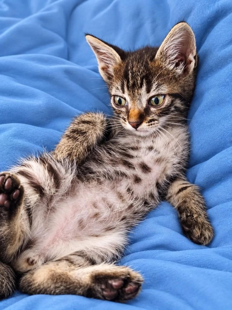 Miguel, gato para adoção em Salvador - BA — foto 3 de 3