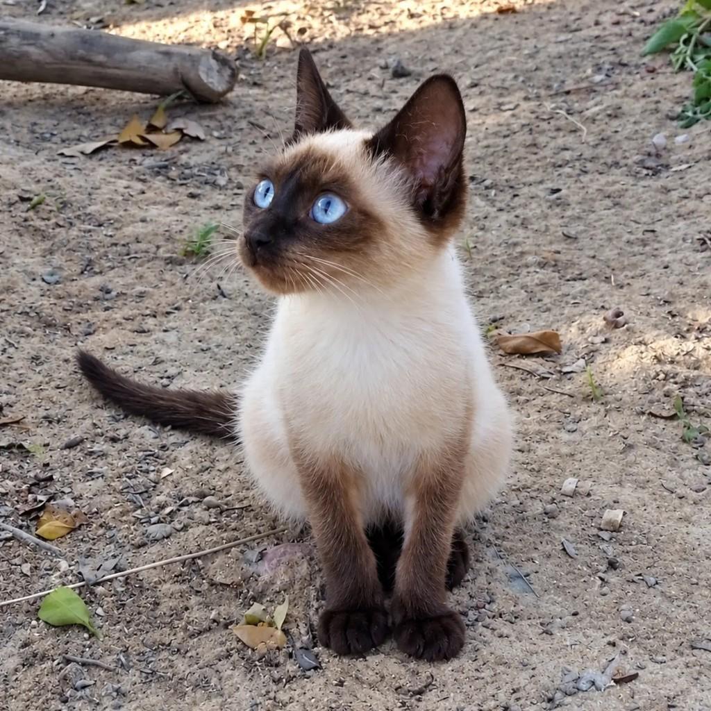 Pirulito, gato de porte pequeno para adoção em Salvador - BA