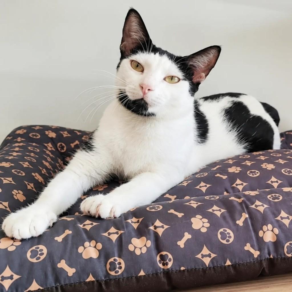 Noan, gata para adoção em Salvador - BA
