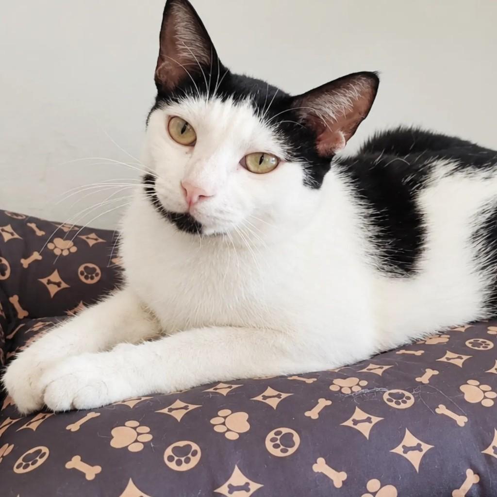 Noan, gata para adoção em Salvador - BA — foto 2 de 4