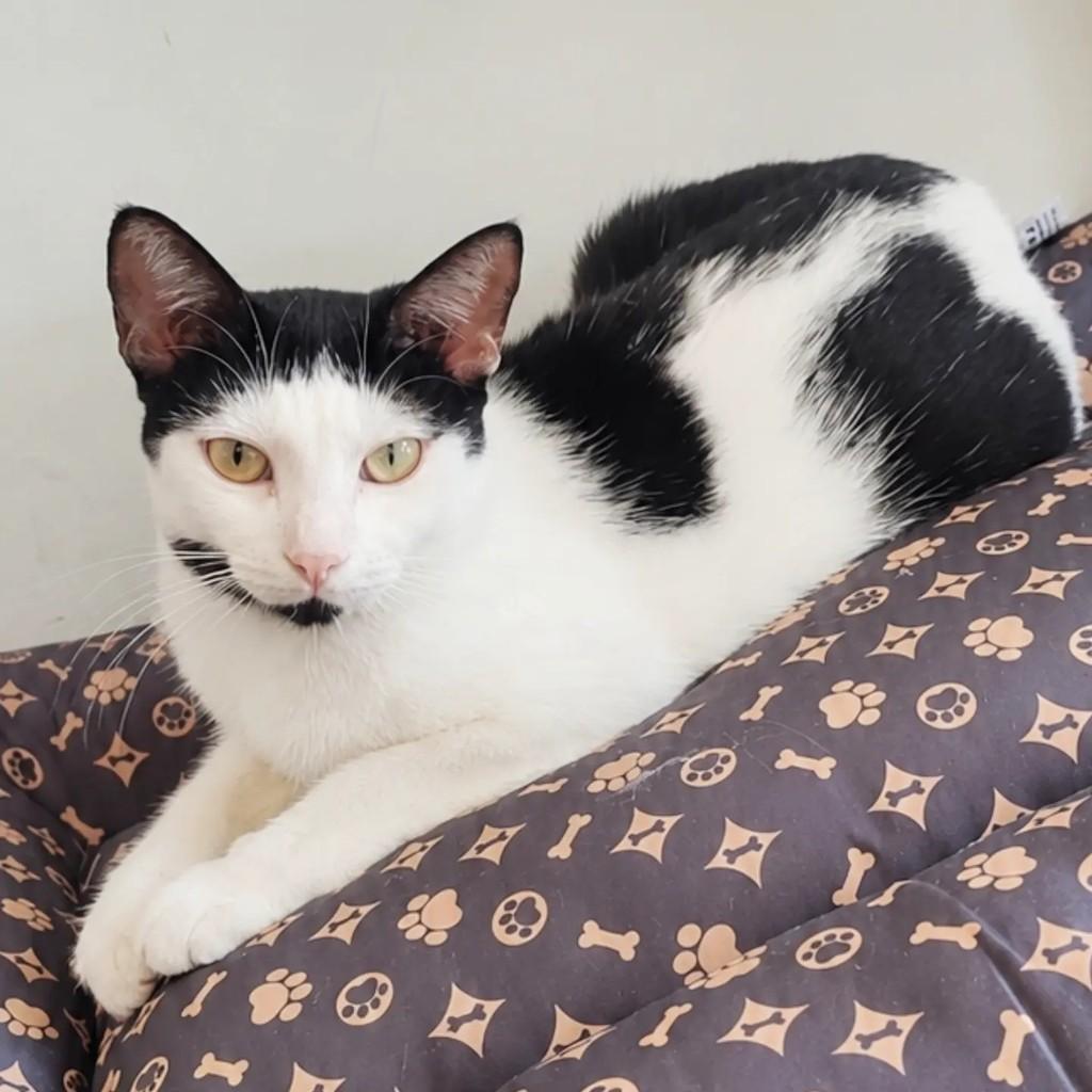 Noan, gata para adoção em Salvador - BA — foto 3 de 4