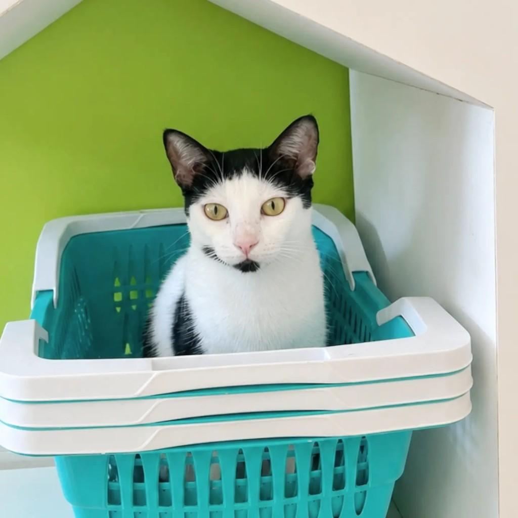 Noan, gata para adoção em Salvador - BA — foto 4 de 4