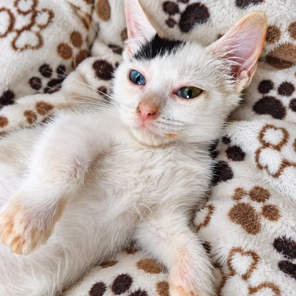 Betinho, gato para adoção em Salvador - BA