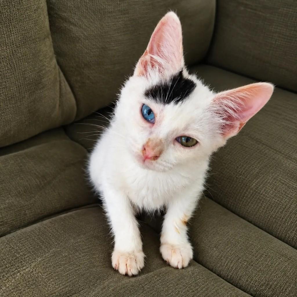 Betinho, gato para adoção em Salvador - BA — foto 2 de 4